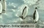 sper sa se vada animat.  how to make friend if ur a penguin acesta este un post